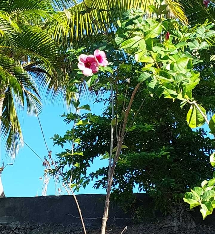 Maui Bay Sigatoka