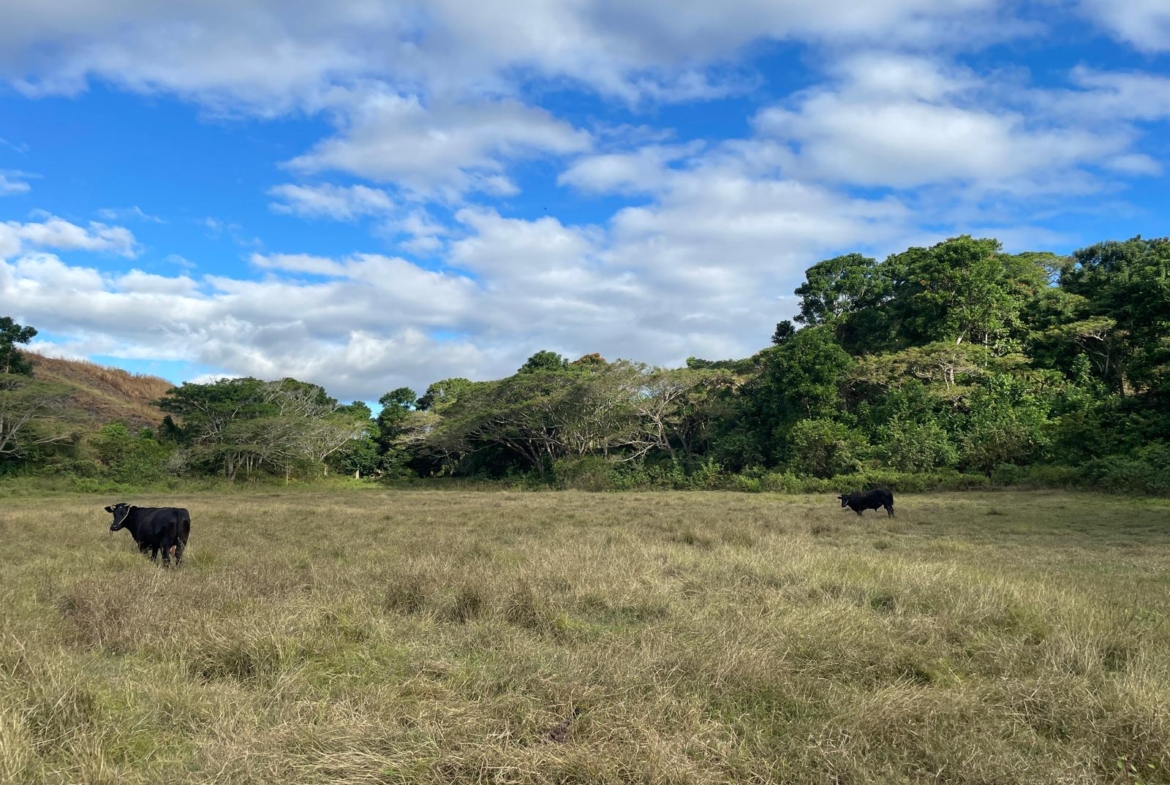 NABITU, SIGATOKA VALLEY, FIJI